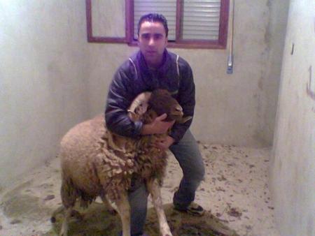 talibi